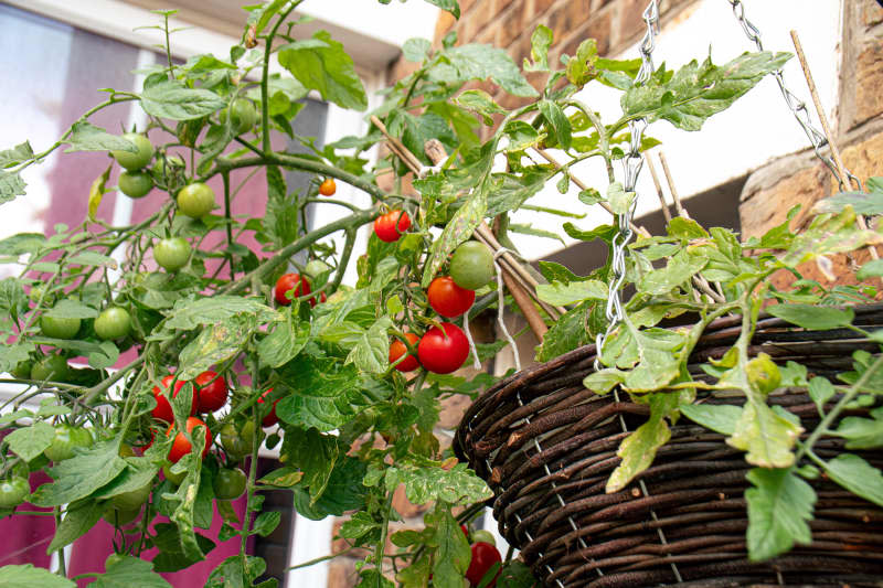 Cherry tomatoes growing on the plant, in a hanging basket.