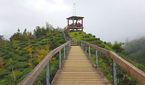 大崙山茶園