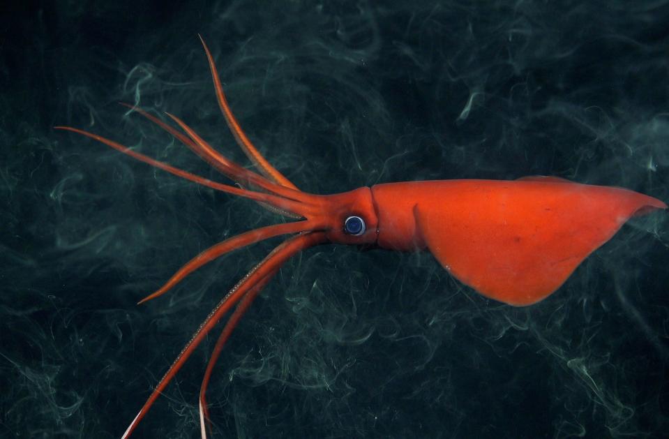 Zu den vermuteten neuen Arten gehören Schwämme, Korallen, Krebstiere und Mollusken. - Copyright: ROV SuBastian/Schmidt Ocean Institute