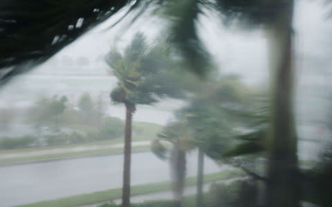 Palm trees blow in the wind as Hurricane Irma arrives in Fort Myers, Florida - Credit: Getty