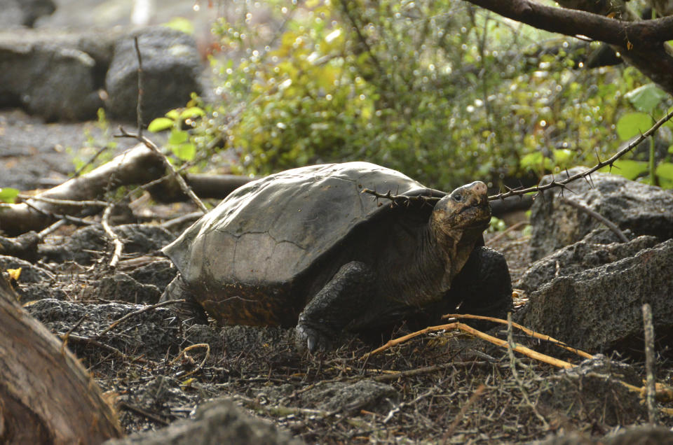 This photo released by the Galapagos National Park shows a Chelonoidis phantasticus tortoise at the Galapagos National Park in Santa Cruz Island, Galapagos Islands, Ecuador, Wednesday, Feb. 20, 2019. Park rangers and the Galapagos Conservancy found the tortoise, a species that was thought to have become extinct one hundred years ago. (Galapagos National Park via AP)