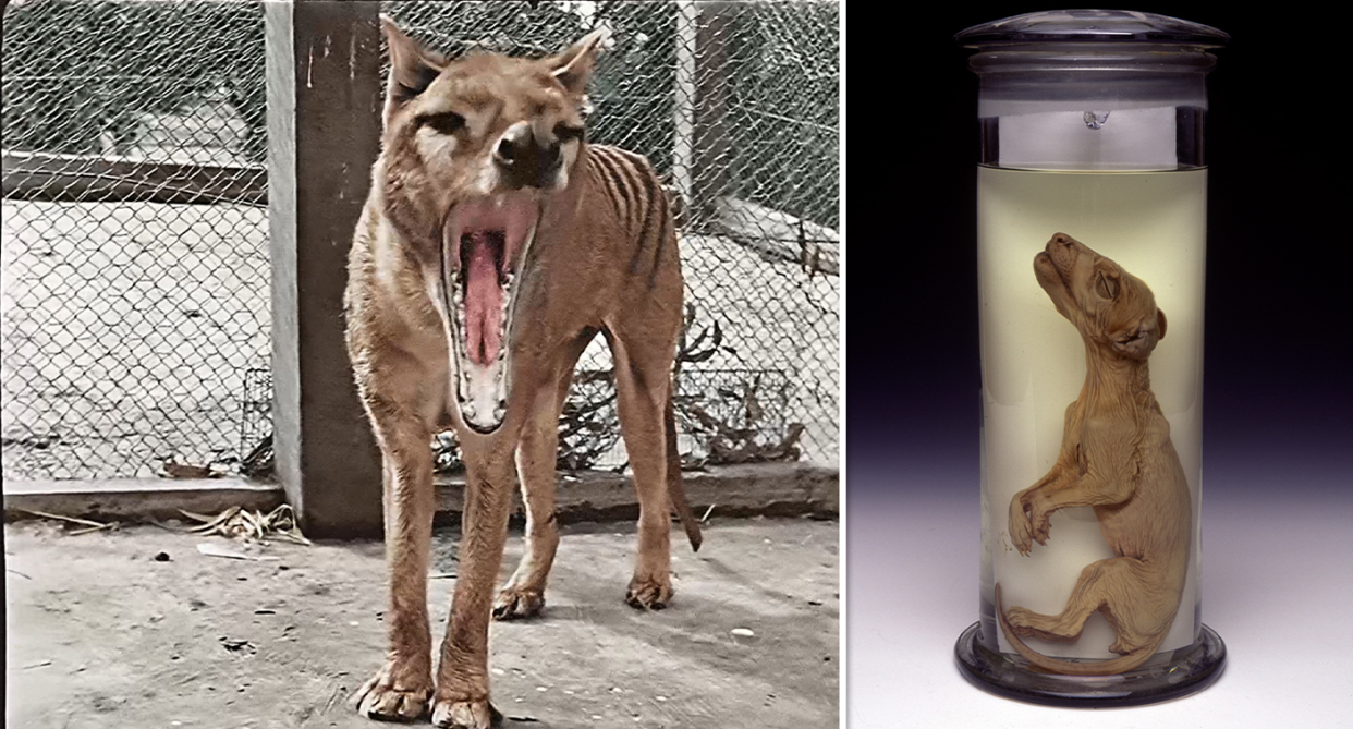 Thylacines could be resurrected from extinction in just 10 years. Source: NFSA / AAP