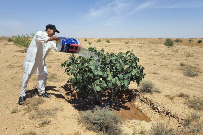 M'hamed Maakaf arrose un figuier avec de l'eau tirée d'un puits dans son champ en Libye, le 26 mai 2024 (Mahmud TURKIA)