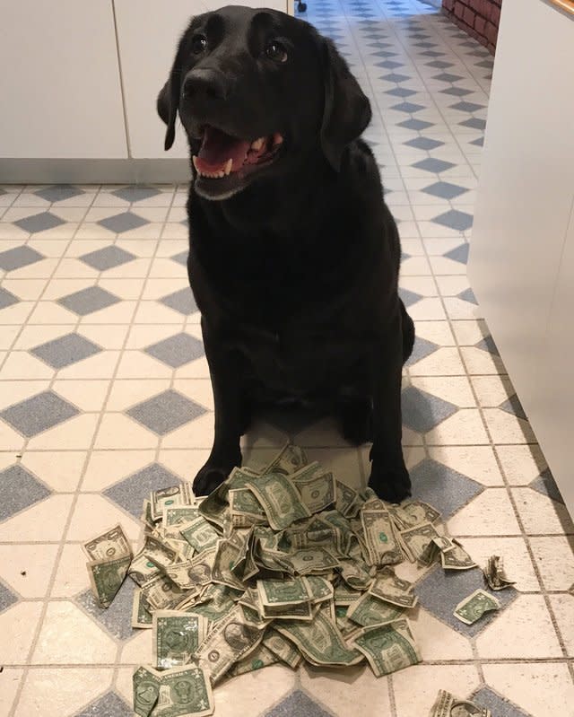 Holly can buy a lot of treats with that stash. (Photo: Casi Cook)