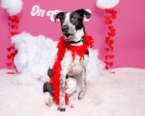 <p>Courtesy of Dubinsky Photos</p> Bellatrix a long-stay shelter dog a St Hubert's Animal Welfare Center in New Jersey