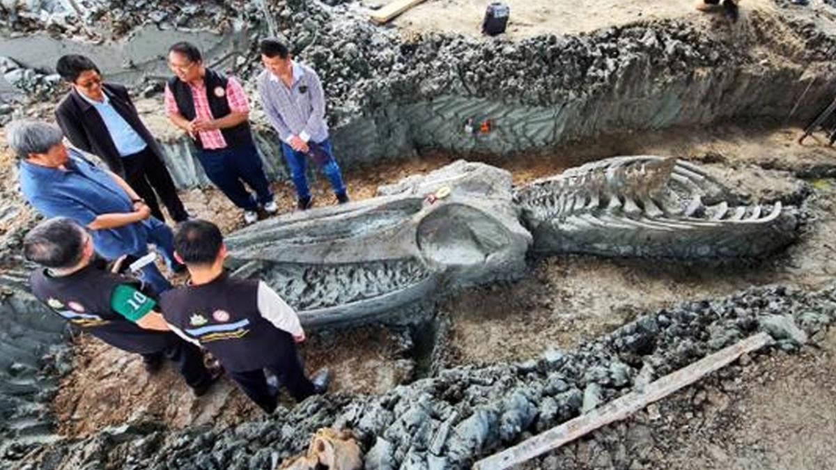 Perfectly preserved 5,000-year-old whale bones discovered