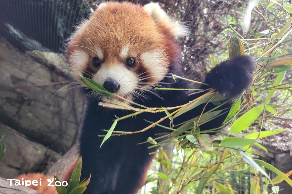 <strong>「可頌」相當可愛。（圖／台北市立動物園）</strong>