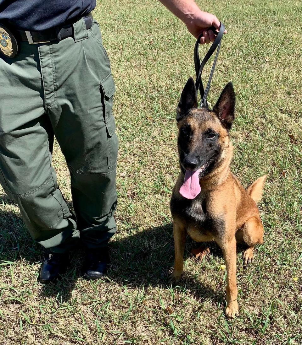 A Belgian Malinois undergoes training. The dog is one of 12 at the Oklahoma Department of Corrections that can detect cellphones.