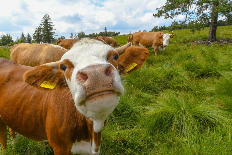 Weidende Rinder auf einer Hochweide am Schliffkopf im Nordschwarzwald. - Copyright: picture alliance / Winfried Rothermel