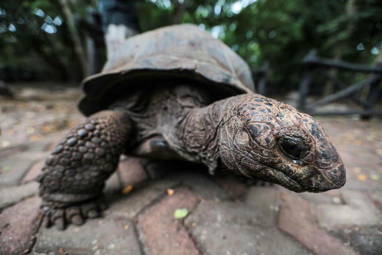 Riesenschildkröten sind nicht gerade bekannt dafür, besonders schnell zu sein. (Bild: AP Photo/Mosa’ab Elshamy)