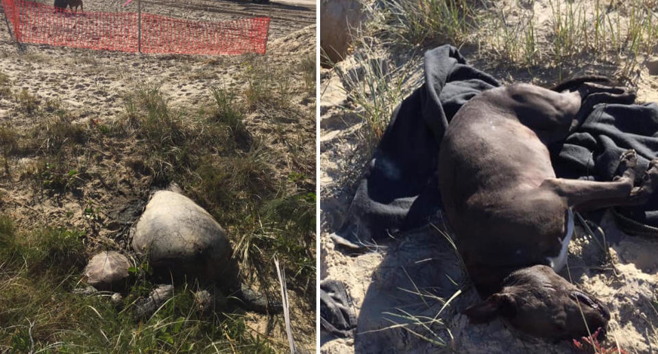 Photos from a Sunshine Coast beach showing dead turtles near a 1080 poison trap and a dead staffy.