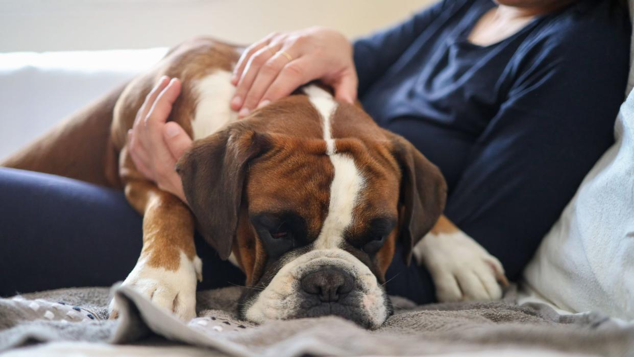 Boxer puppy sleeping