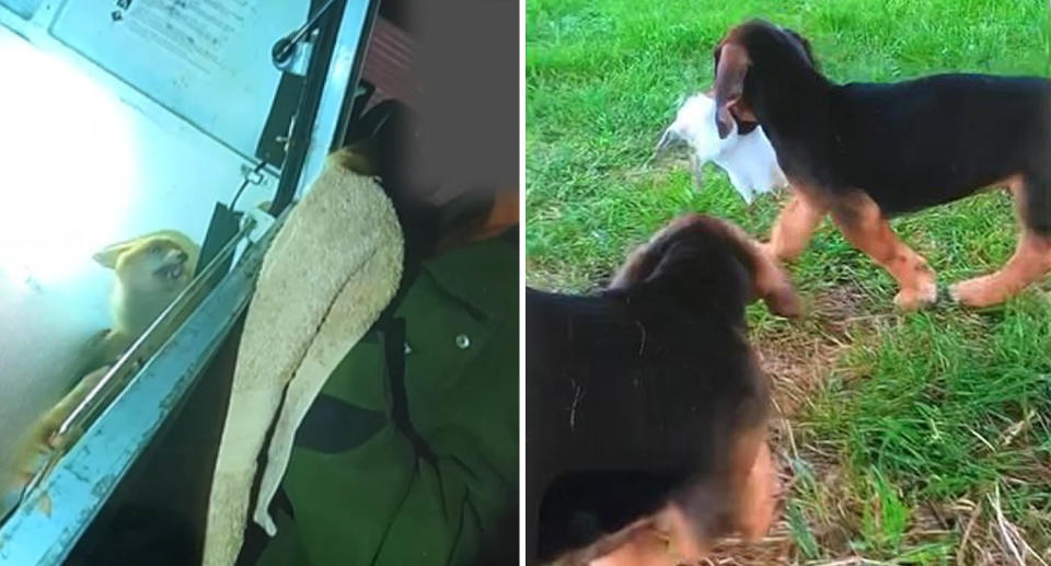 A photo of a fox cub cowering as the man holds a towel, trying to get the animal out of a utility vehicle. A photo of two dogs, with one holding a live guinea pig in its mouth.