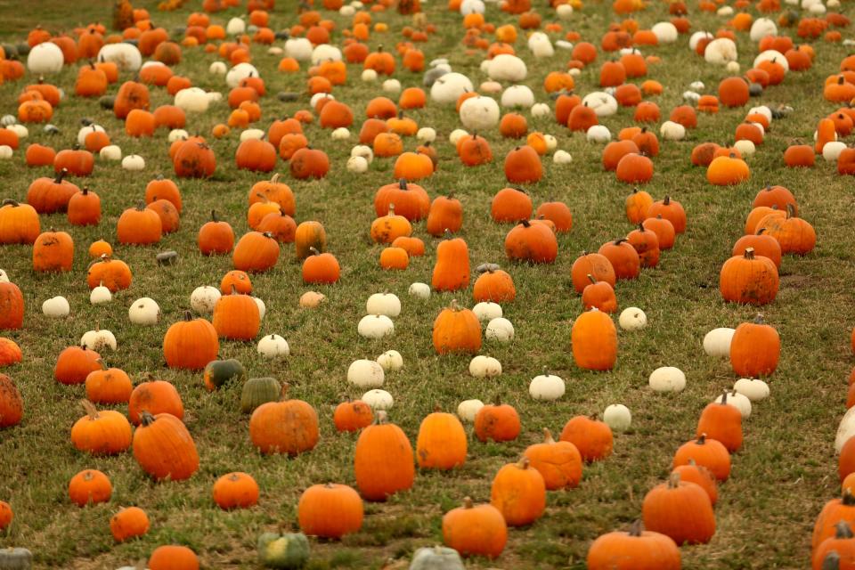 Pumpkins available during the Harvest Festival at E.Z. Orchards in Salem.