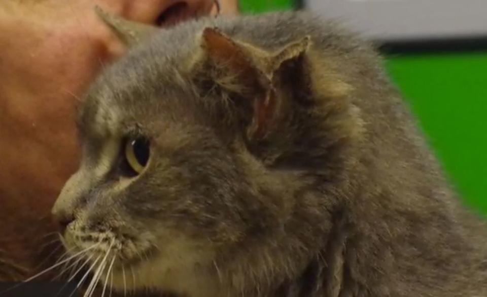 Volunteers at an animal shelter in Norfolk, UK, have found a cat with three ears they've dubbed Brian.