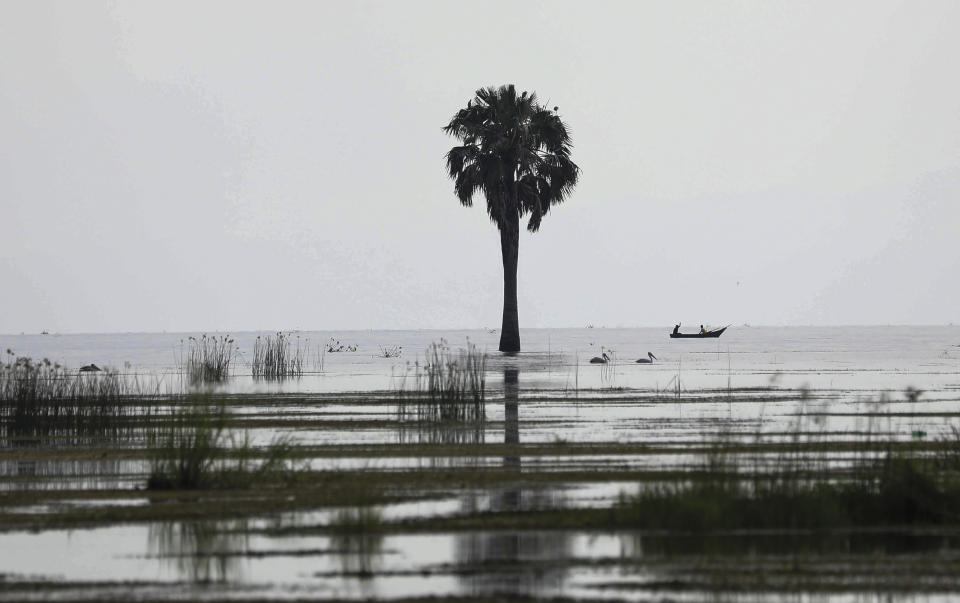 A sacred site marked by a palm tree is stands in the rising waters of Lake Albert at Karakaba landing site, near Buliisa , Uganda, Aug. 3, 2023. Sacred natural sites range from single trees in the bush to the rift in the land where the Nile River merges with Lake Albert, creating a spectacular landscape that intensifies the Bagungu's respect for nature. (AP Photo/Hajarah Nalwadda)