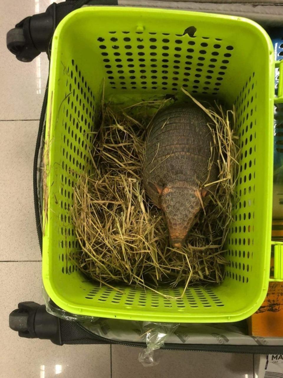 Second armadillo seized at Bangkok airport (Thailand Department of National Parks, Wildlife and Plant Conservation)