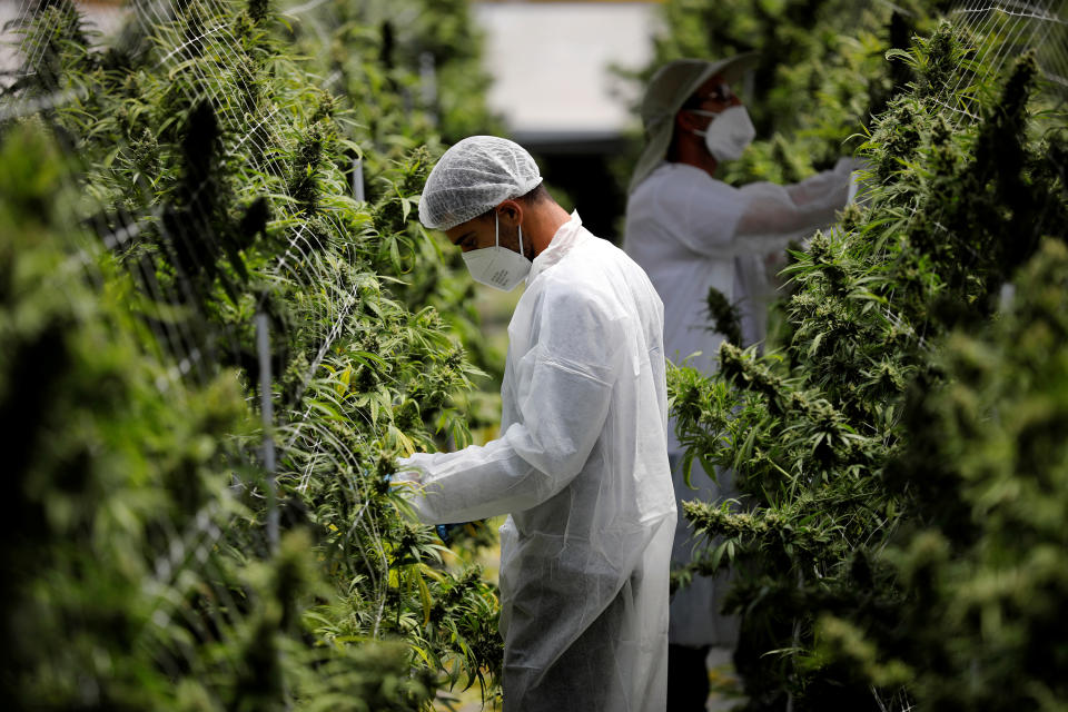 Employees tend to medical cannabis plants at Pharmocann, a medical cannabis company in northern Israel. Photo: Amir Cohen/Reuters