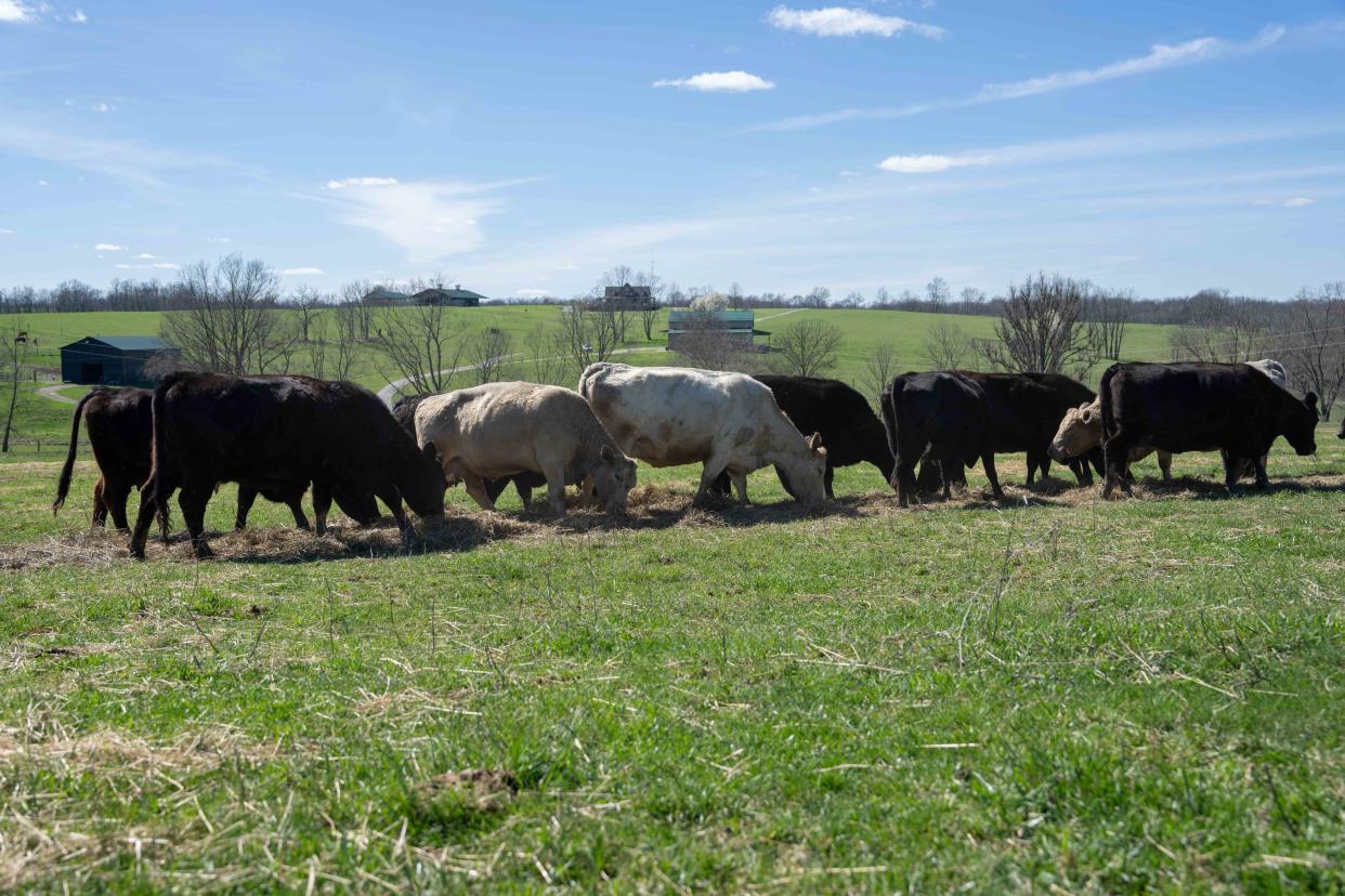 As Joseph Fischer’s cattle feed on the hay he laid out, newly built houses are seen in the background. March 17, 2024