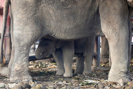 A baby elephant stands under the mother during Thailand's national elephant day celebration in the ancient city of Ayutthaya March 13, 2017. REUTERS/Chaiwat Subprasom