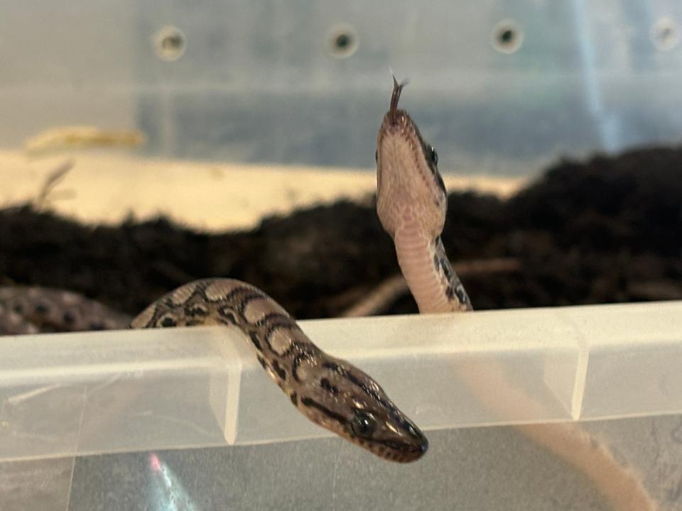 A pair of Brazilian rainbow boas.