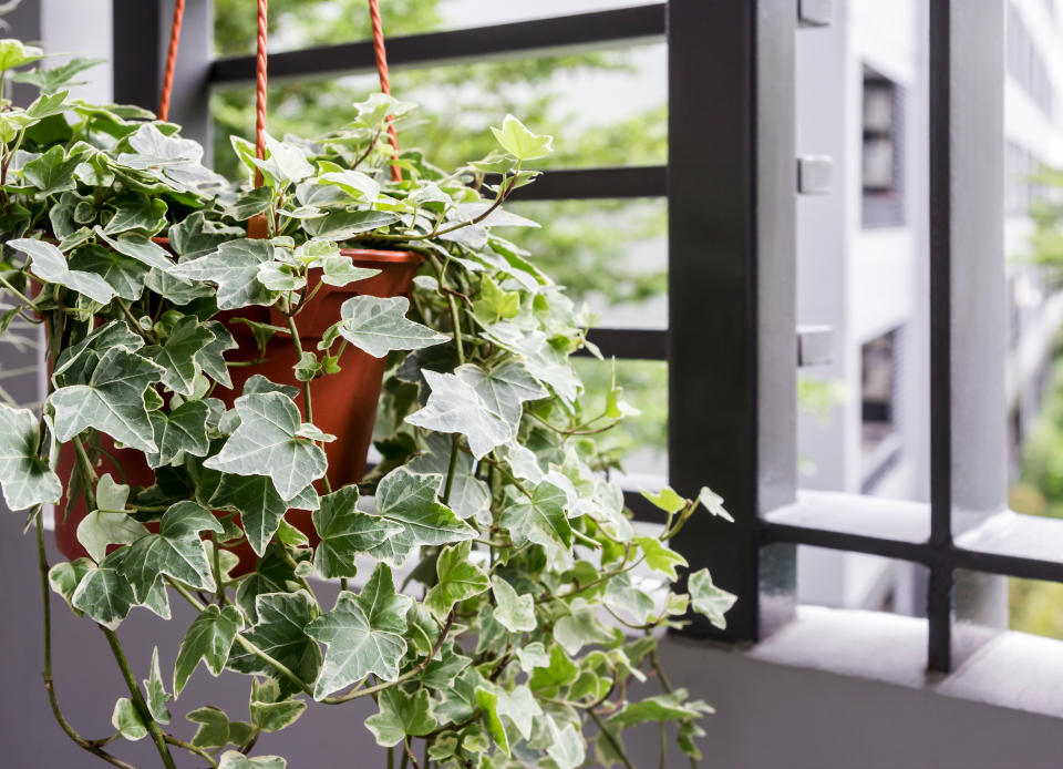 english ivy in a pot