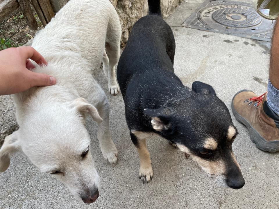 One white dog and one black dog with patches of brown fur.