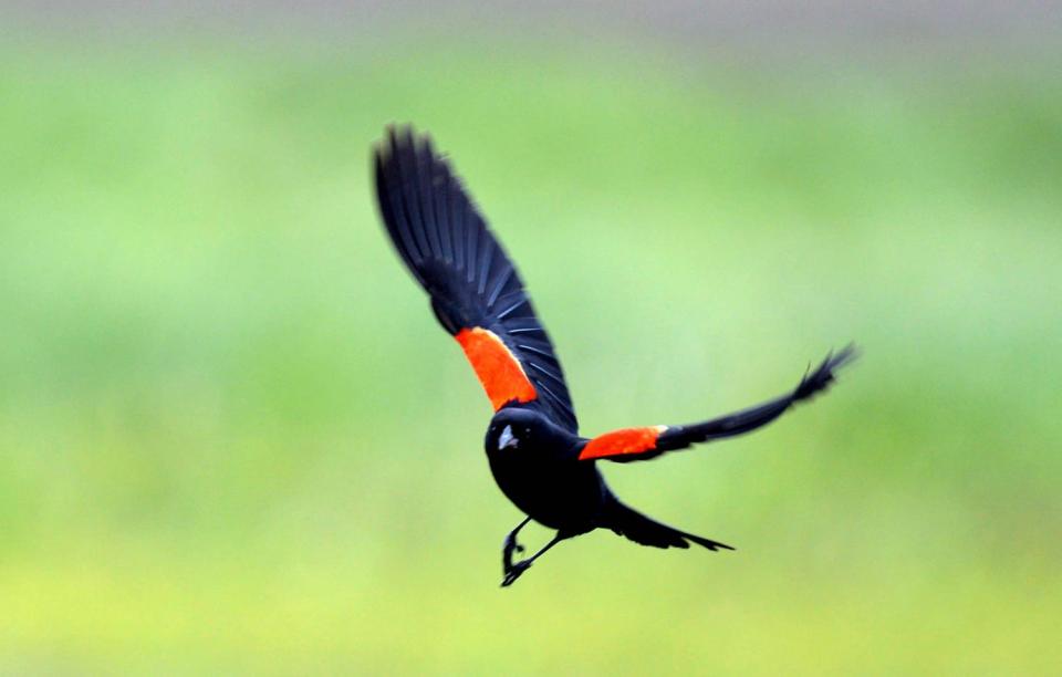 Male Redwinged Blackbird flying
