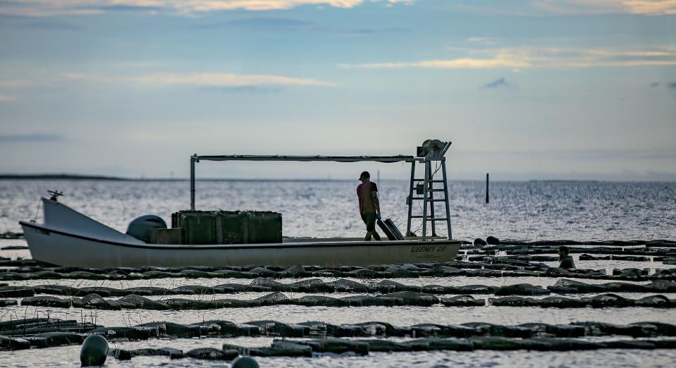 Oyster farming is seen by environmentalists and others as a way to help coastal economies by growing a high-value crop that also improves local water quality.