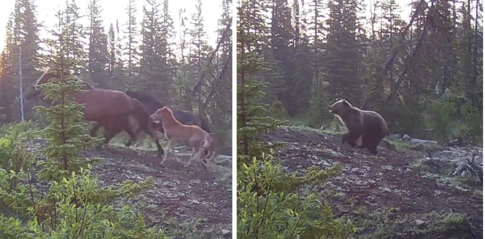 Un oso grizzly persigue caballos salvajes en el desierto de Alberta