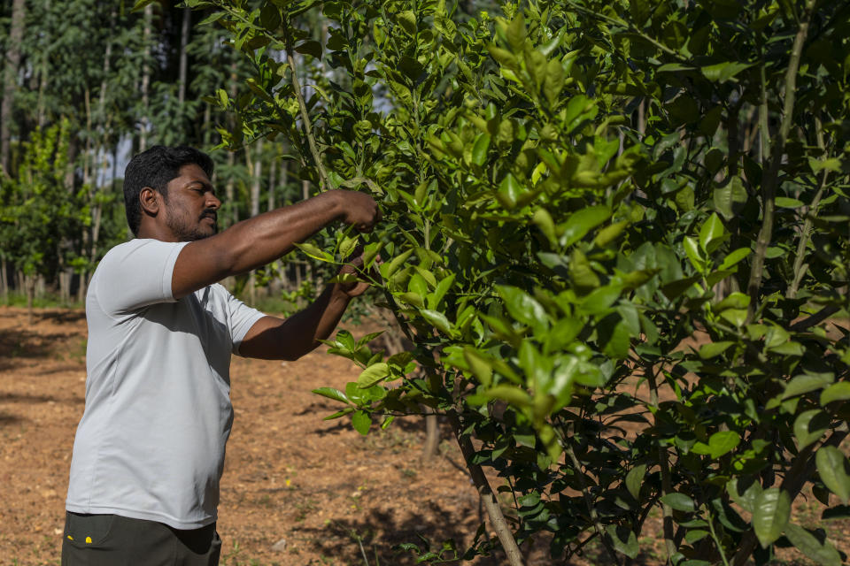 Ajantha Reddy, a natural farmer trims his sweet lime plants at Kadiramapalli village in Anantapur district in the southern Indian state of Andhra Pradesh, India, Wednesday, Sept. 14, 2022. Sweet limes require farmers to wait for many years before they can see any return on their labor and investment. (AP Photo/Rafiq Maqbool)