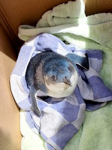 <p>Wellington Airport</p> Wellington Airport staff took the little visitor to get veterinary care at the Wellington Zoo.