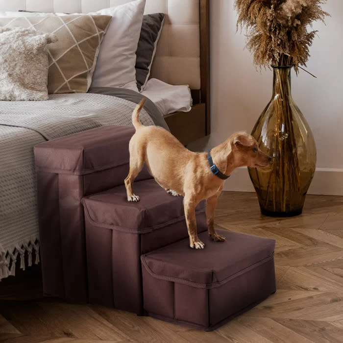 Small dog climbs the stairs in brown beside a bed