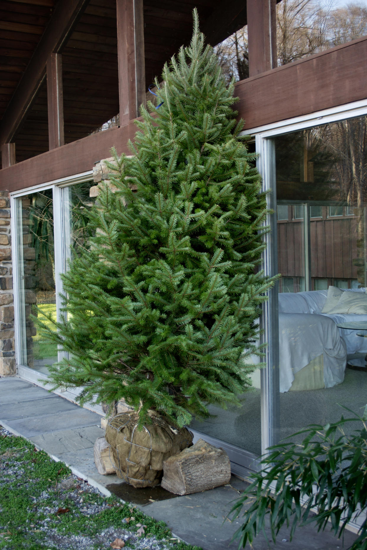 Live Christmas tree leaning against the house.  (Getty Images)