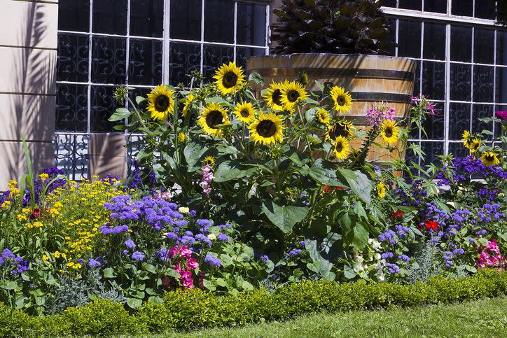 flowerbed different flowers in garden