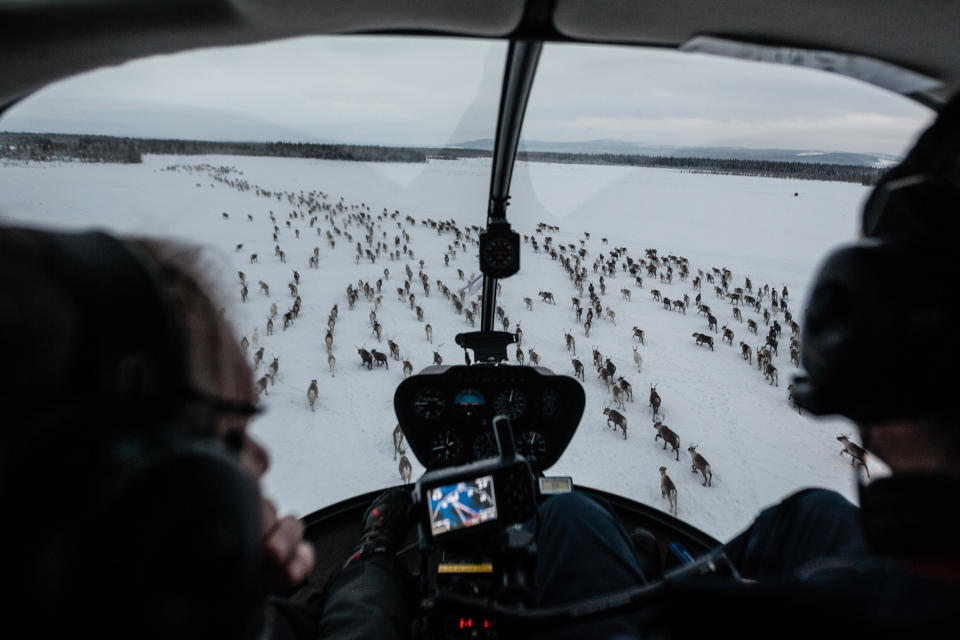 View from a helicopter, piloted by Trond Renå. The idyllic image of lone herders skiing after their reindeer is now only a memory. Indigenous Samis in Sweden use snowmobiles and helicopters to guide the herd. It is no longer feasible to herd reindeer the old-fashioned way, on skis, since grazing areas are too far apart. Herders are now assigned by the government to specific parcels of land because much of the former grazing land has been privatized for oil and gas exploration, mining, and esta (Photo by Timothy Fadek/Corbis via Getty Images)