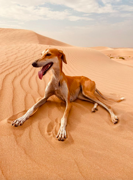 3rd place – Animals: 'The Empty Quarter' by Anna Aiko shows a dog lying in the desert in the United Arab Emirates.