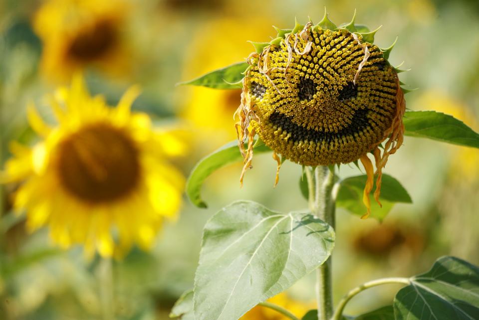 A smiley face is seen carved into the head of a sunflower in a field in Dunham Massey, Britain, August 13, 2020. REUTERS/Phil Noble