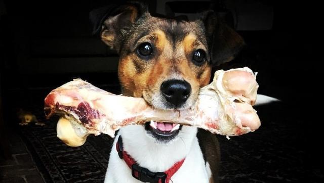 are store bought dog bones safe