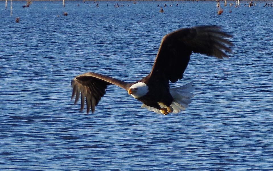 A bald eagle flies over a Jasper County lake.                               