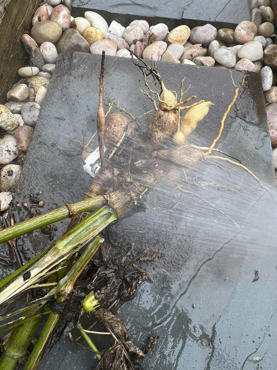 This Sept. 26, 2023, image provided by Lauren E. Sikorski shows freshly harvested dahlia tubers being rinsed before storage. (Lauren E. Sikorski via AP)