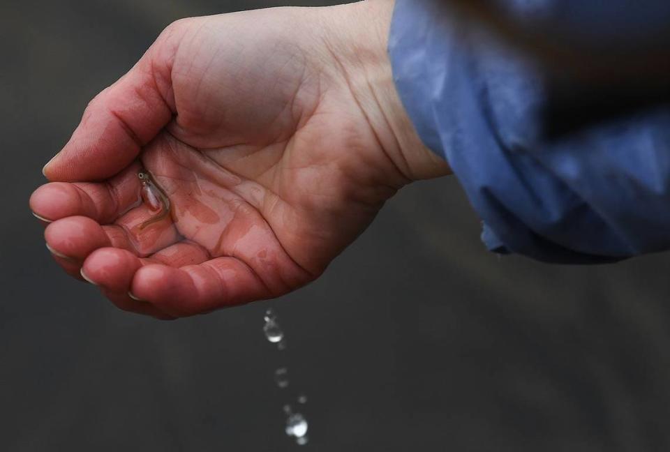 Tamara Knudson project manager for Lake Roosevelt fisheries evaluation program holds what is possibly the second Chinook Salmon alevin found in Tshimakain Creek on Wednesday, March 24, 2021, near Wellpinit, Washington.