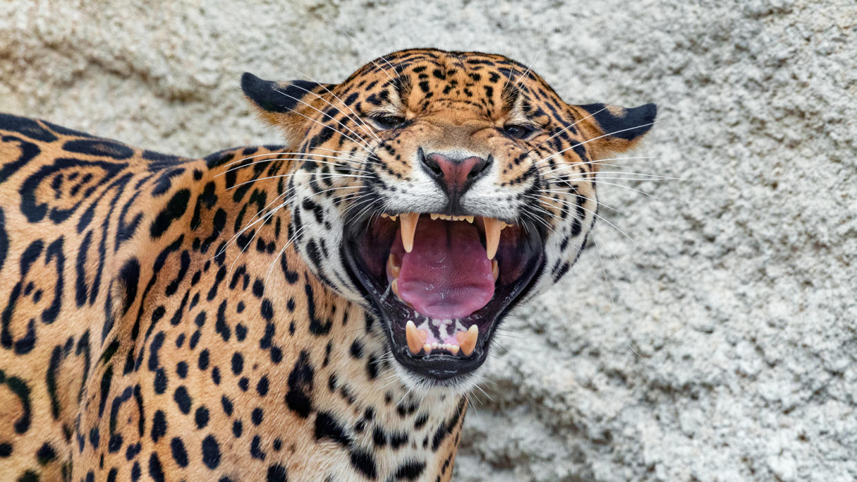 Jaguar snarling and bearing its teeth