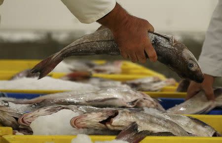 A fish buyer examines a Haddock before the start of the daily auction at the fish market in Grimsby, Britain November 17, 2015. REUTERS/Phil Noble