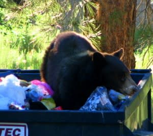 Bear in a dumpster