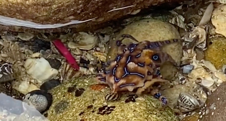 A photo of a blue-ringed octopus which sits in a rock pool near Mosman, Sydney.