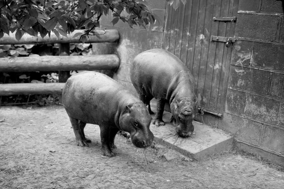 THOMAS AND MARY, TWO PIGMY HIPPOPOTOMI PRESENTED TO THE QUEEN BY PRESIDENT PULMAN OF LIBERIA AS A GIFT FOR PRINCE ANDREW DURING THE ROYAL VISIT TO AFRICA LAST NOVEMBER, THE HIPPOS ARE BEING LOOKED AFTER AT WHIPSNADE ZOO IN BEDFORDSHIRE   (Photo by PA Images via Getty Images)