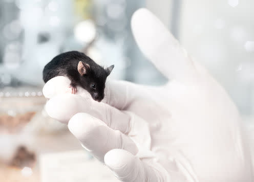   <span class="attribution"><a class="link " href="https://www.shutterstock.com/image-photo/black-laboratory-mouse-sits-on-gloved-160959890" rel="nofollow noopener" target="_blank" data-ylk="slk:anyaivanova/shutterstock;elm:context_link;itc:0;sec:content-canvas">anyaivanova/shutterstock</a></span>