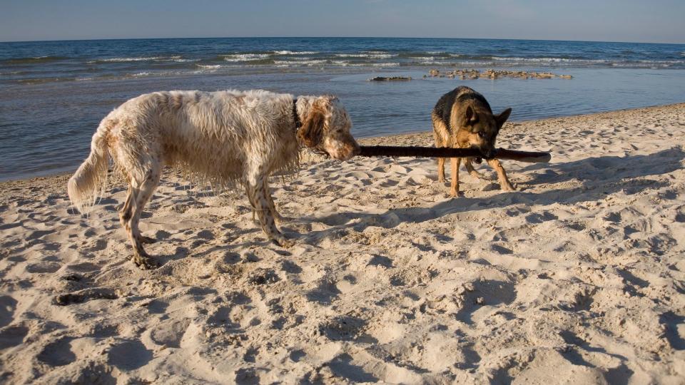 Best dog friendly beaches