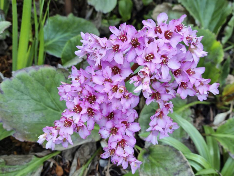 Bergenia